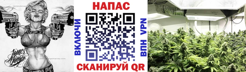 mega как зайти  Суздаль  Канабис индика 